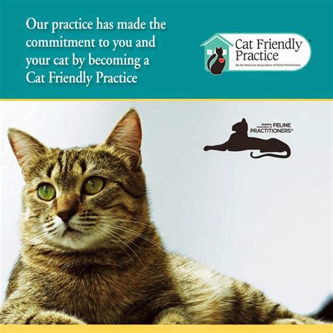 We Are A Cat Friendly Practice Sussex Nj Animal Hospital