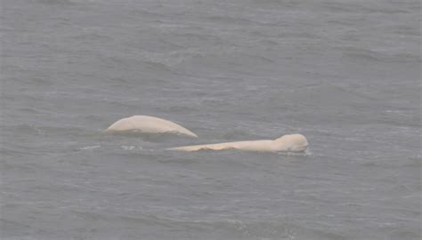 Pla07 22 Day 9 Beluga Whales Bellsund © Unknown Photographer