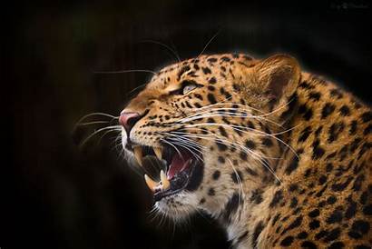 Leopard Cat Face Head Wild Wallpapers Grin