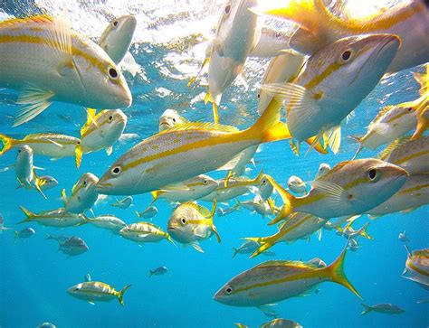 There are multiple tasty and versatile. Yellowtail Snapper | Tropical fish, Underwater life ...