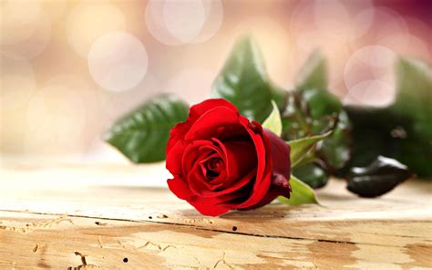 Rose Flowers Romance Love For Red Spring Emotions Life