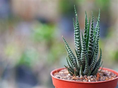 They can also tolerate full sun but needs to be slowly acclimated to prevent burning the plant. Zebra Plant Succulent: Care & Growing Guide