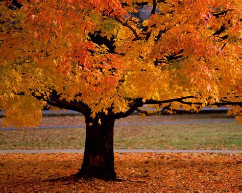 LOVE QUOTES: autumn desktop background