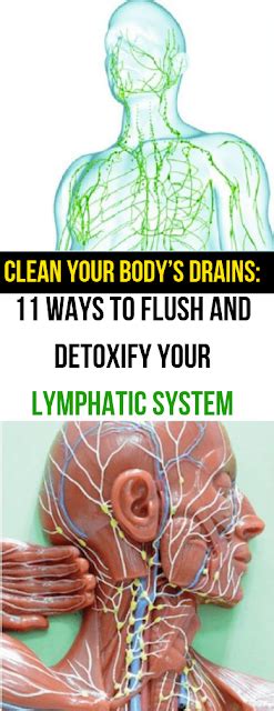 11 Ways To Detox Your Lymphatic System Your Bodys Drains Healthy
