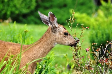 do deer eat roses prevention guidelines for your garden
