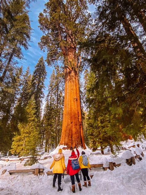 How To Visit Kings And Sequoia National Park In The Winter Travel Guide