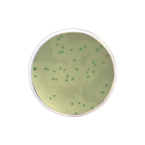 Listeria Chromogenic Agar Base According To Ottaviani And Agosti Aloa