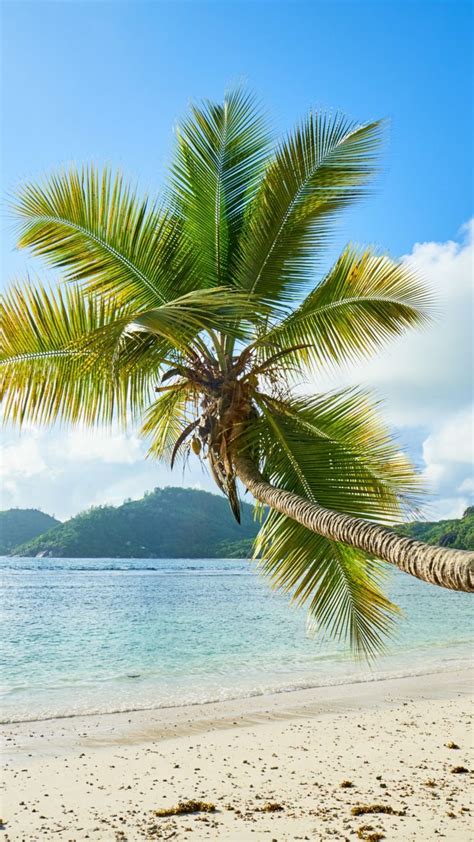 Palm Tree Tropical Beach Sunny Day Sea 720x1280 Wallpaper Palm