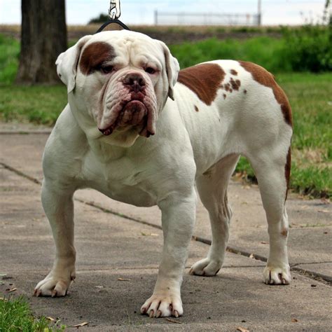 Krappy's Digital Republic: 5 Facts about the Olde English Bulldogges