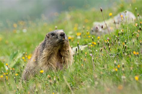 Marmota marmota & Flowers | Alpine marmot (Marmota marmota ...