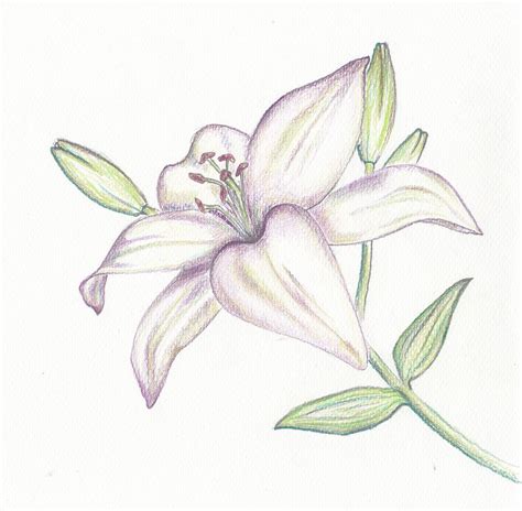 White Lily Drawing By Kai Leppik