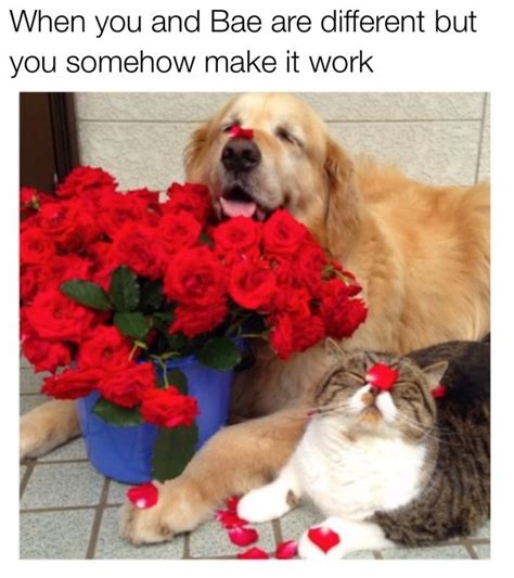 18 Hilarious Valentines Day Memes To Share With Your Boo Cuteness