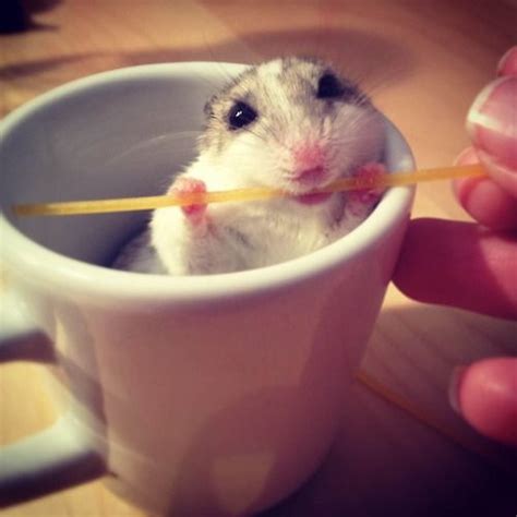 Pin By Adrienn On Adorable Cute Hamsters Cute Animals Hamster