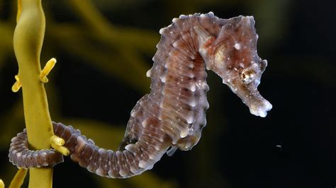 Two Species Of Seahorses Found Living In The Thames River — Nova Next Pbs