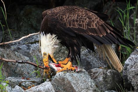 Will A Bald Eagle Eat Your Outdoor Cat Audubon