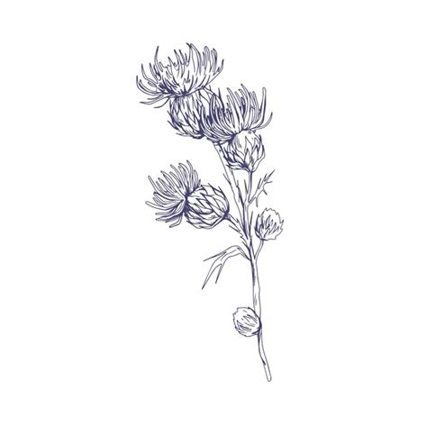 Premium Vector Outlined Milk Thistle Flowers Botanical Etching Of