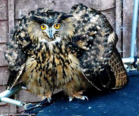 We shouldn't have to wait until another species is destroyed beyond breeding repair to do something about it. Beware the eagle-owl! Giant bird capable of eating cats ...