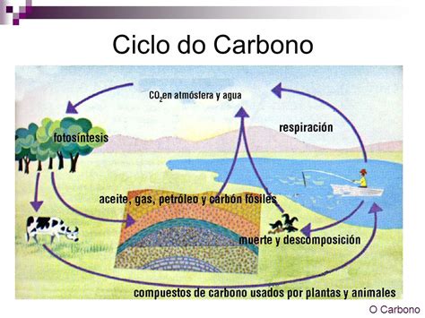 Example Esquema Del Ciclo Del Carbono Most Complete Gacion