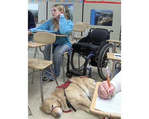 Service Dogs At School And The Ada