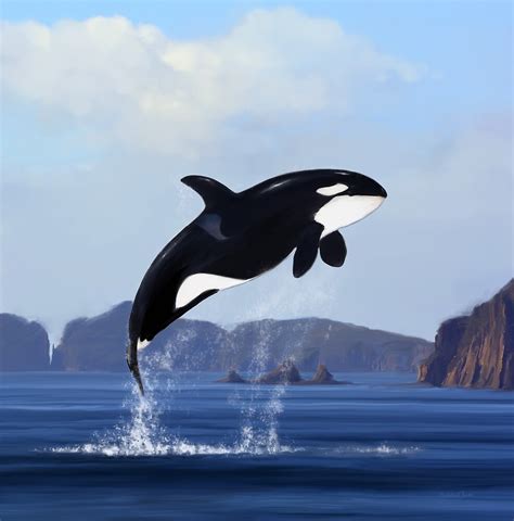 Orca Breaching By Dolphinpod Redbubble