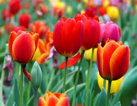 Andiamo a realizzare il giardino con i nostri bulbi per avere una fioritura continua ed emozionale per tutta la stagione. Tulipano - Tulipa - Tulipa - Bulbi - Tulipano - Tulipa - Bulbi