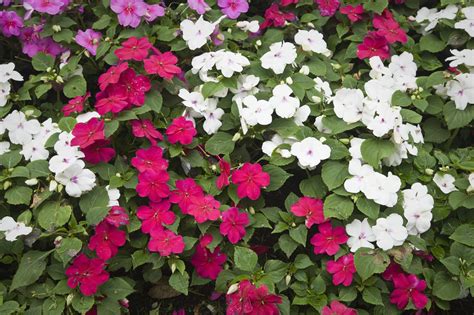 Shade Loving Plants Perennials And Annuals Southern Living