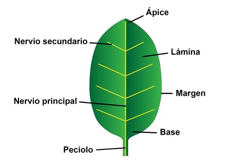 Partes De La Hoja Botanipedia