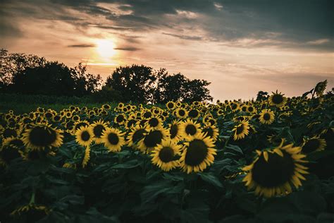 Moody Sunflowers Photograph By Michael Hills Fine Art America