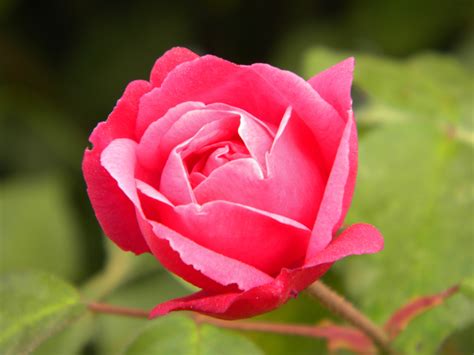 Macro Photo Of Delicate Pink Rosebud Free Image Download