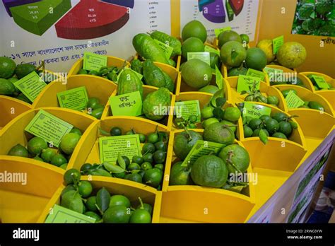 Different Types Of Fruits On Display At The National Fruits Festival