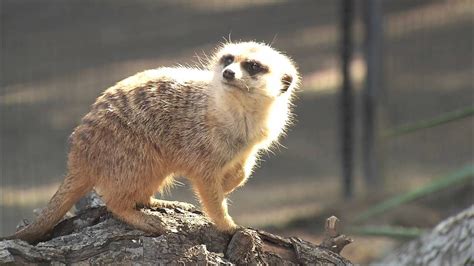 San Diego Zoo Kids Meerkats Meerkat San Diego Zoo Animals