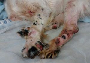 Normal cats have a total of 18 toes, with five toes on each front paw and four toes on each hind paw; Spaniel found with dew claws illegally removed [Warning ...