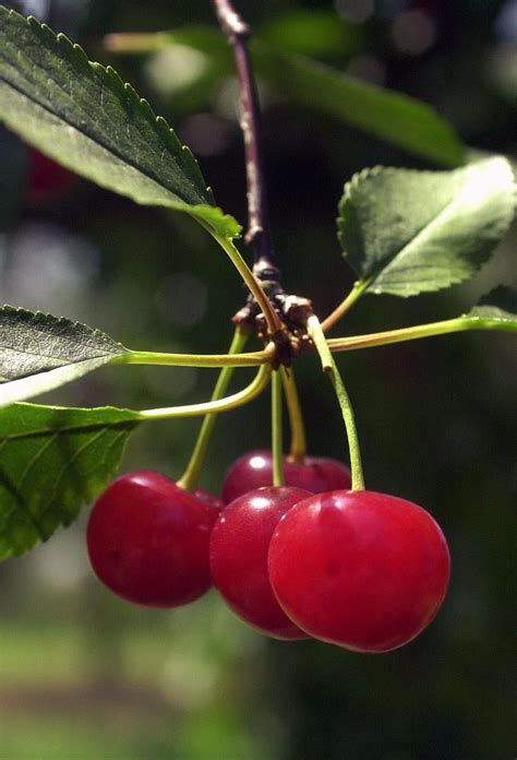 Understanding popular cherry varieties will help you know which cherries to use when, as well as cherries are a type of stone fruit, and they can be divided into two main categories: From sweet to tart, cherries you can grow | Lifestyle ...