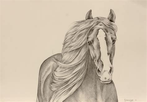 Paarden na tekenen makkelijk : CENTRAAL Resultaat topic paarden tekenen #5 • Bokt.nl