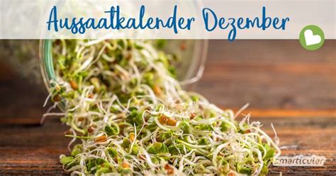 Welche pflanzen muss ich vorziehen? Aussaatkalender für Dezember: Gemüse, Kräuter und Blumen ...