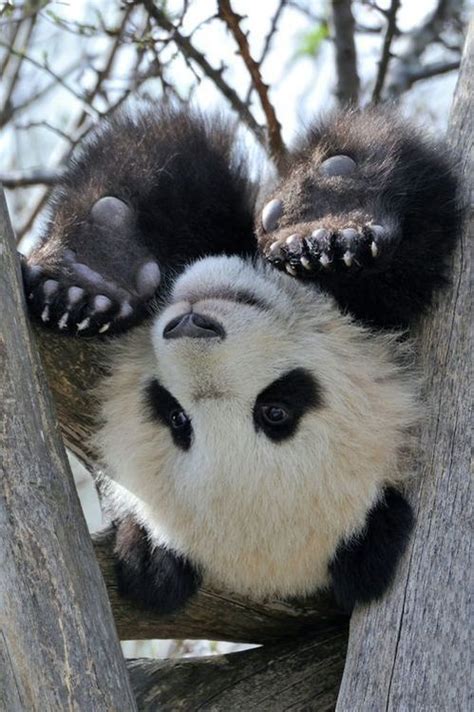 Upside Down Panda Paws Paws Pinterest
