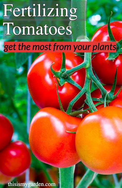 How To Fertilize Tomato Plants Fertilizer For Plants Growing Tomato