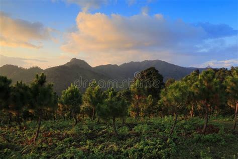 Landscpae Pine Forest Thailand Stock Photos Free And Royalty Free Stock