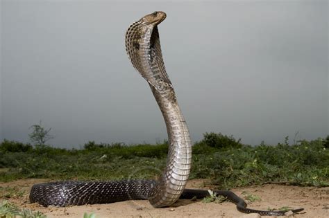 Cobra Toate Animalele