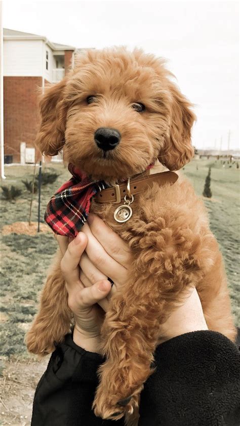 20 Super Cute Goldendoodle Puppies That Will Let You Speechless Mini Goldendoodle Puppies