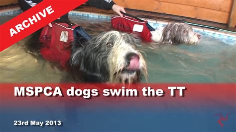 Iom Tv Archive Mspca Dogs Swim The Tt 2352013 Youtube