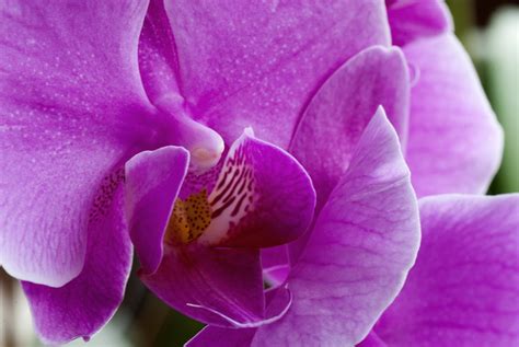 Orchid Nature Flower Free Photo On Pixabay Pixabay