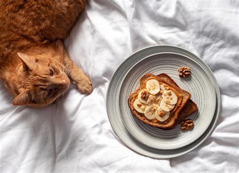 Can Cats Eat Peanut Butter Petmd