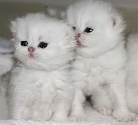Tamed Teacup Cfa Persian Siamese Kittens For Sale For Sale Adoption
