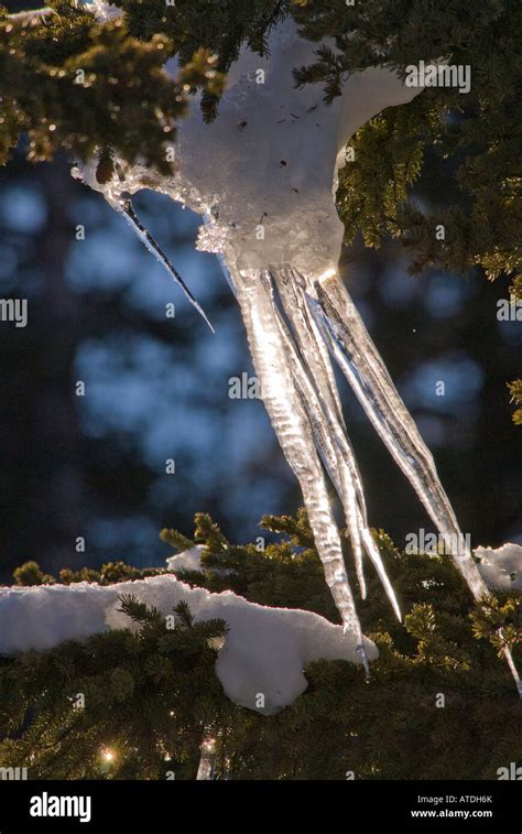 Winter Christmas Season Tree Icicles Frozen Ice Spikes Hang From Tree