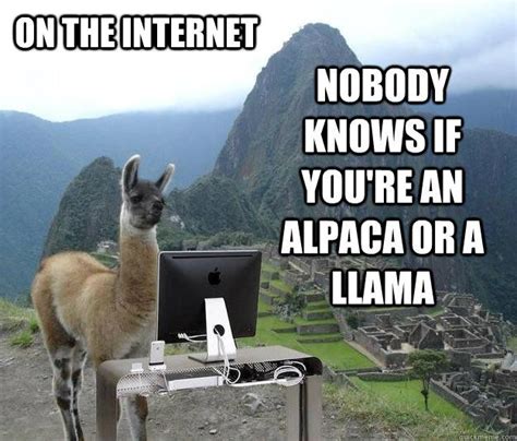 Overdramatic Llama Internet Poster Quickmeme