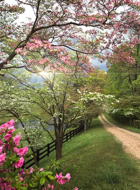 Beautiful Spring Scenery Pictures
