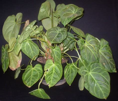 Plants Are The Strangest People List Houseplants With Heart Shaped Leaves