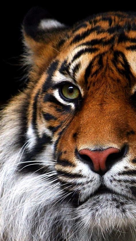 Gencraft 33 Cats Beautiful Tigers Animals Hd Wallpaper Peakpx