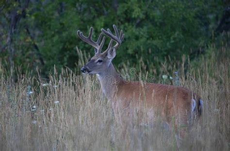 A White Tailed Deer Buck In The Early Morning Light With Velvet Antlers